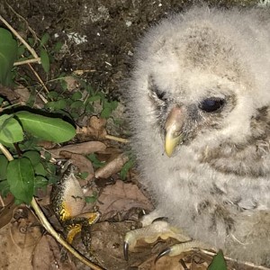 Baby Owl with Frog