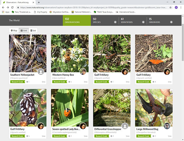 iNaturalist