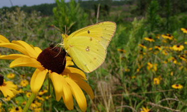 Schweinitz Sunflower