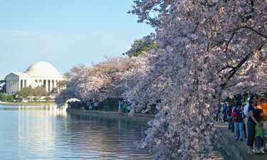 Cherry Blossom Festival