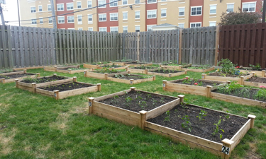 A Midwest agency transforms an abandoned property into a community garden for all.