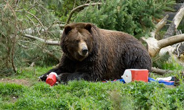 Are the managers of public land responsible for a bear attack that killed a young boy in Utah?