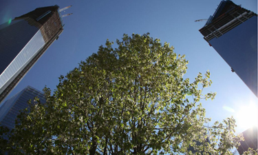 The last survivor pulled from the rubble at Ground Zero stands tall today at the National September 11 Memorial. Photo: National September 11 Memorial & Museum/Amy Dreher