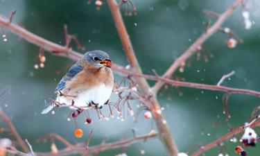 This winter’s extreme weather brought both positives and negatives to park agencies nationwide.