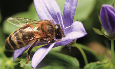 Neonicotinoid insecticides are causing major population declines in birds, bees and other wildlife.