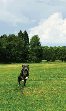 Dog parks are popular draws for pet lovers — here, we highlight that impact with hard numbers.