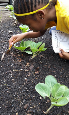 A flourishing community garden on Chicago’s South Side takes “locally grown” concept to an urban environment.