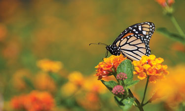 Monarch butterfly