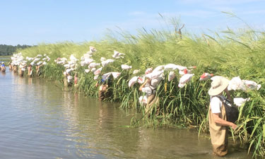 Citizen scientists harvesting wild rice seeds are helping in the restoration of this important wetland plant to the marshes of the Patuxent River in Maryland.