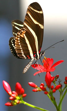 A pollinator at work.