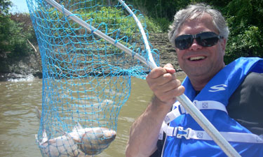 University of Missouri Professor Mark Morgan, Ph.D., has hit upon an innovative way to combat the invasive Asian carp that can now be found in 40 states.