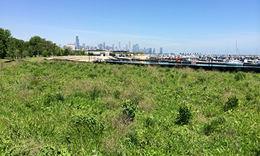 Burnham Centennial Prairie, a restored habitat built and managed by humans, in downtown Chicago.